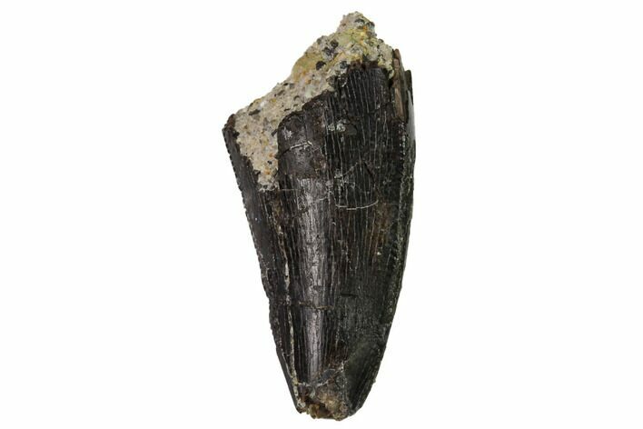 Serrated, Allosaurus Tooth - Bone Cabin Quarry, Wyoming #171237